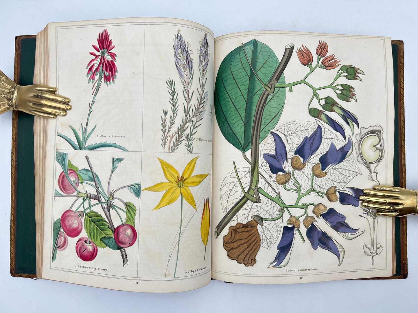 The Magazine of Botany and Gardening In Four Volumes