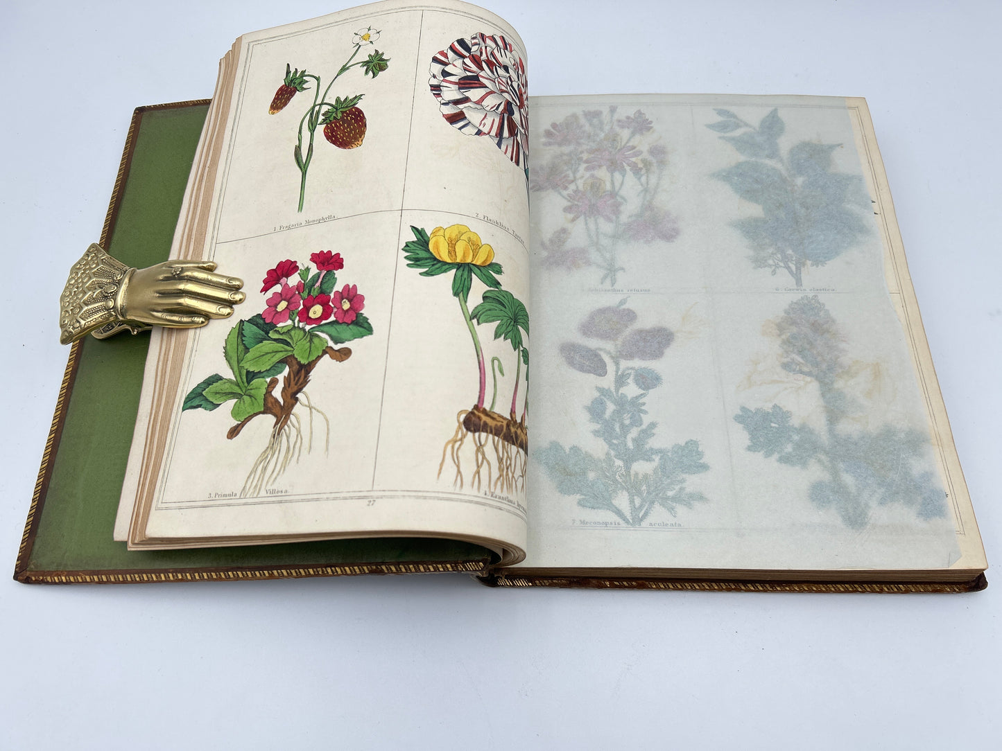 The Magazine of Botany and Gardening In Four Volumes